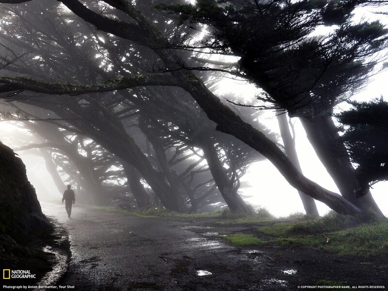 Person Walking on Path — Gray, Misty