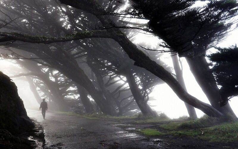 Person Walking on Path — Green, Misty, Morning