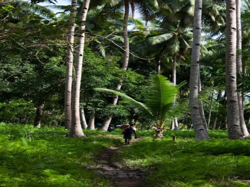 Person Walking on Path — Green, Serene, Afternoon