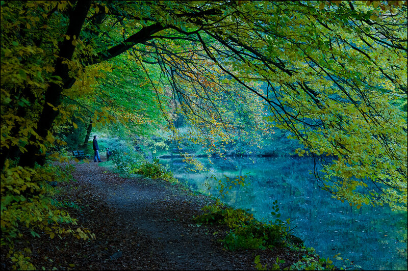 Person Walking on Path — Green, Serene, Autumn, Photograph, Tree