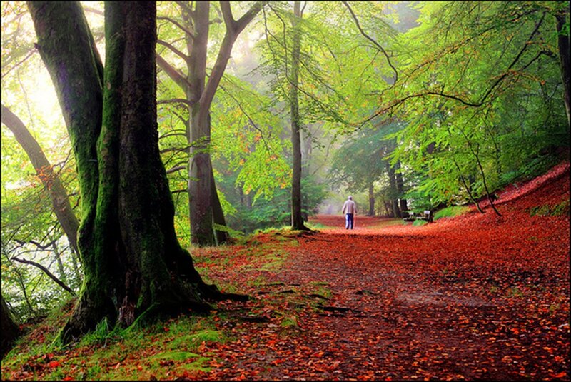 Person Walking on Path — Green, Serene, Autumn