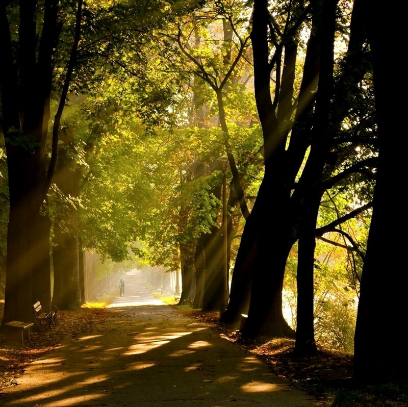 Person Walking on Path — Green, Serene, Morning