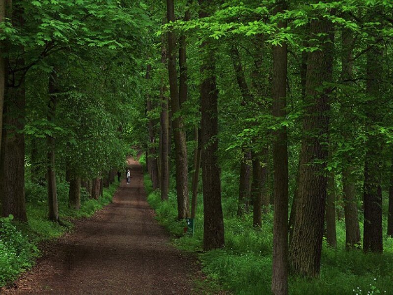 Person Walking on Path — Green, Serene, Summer
