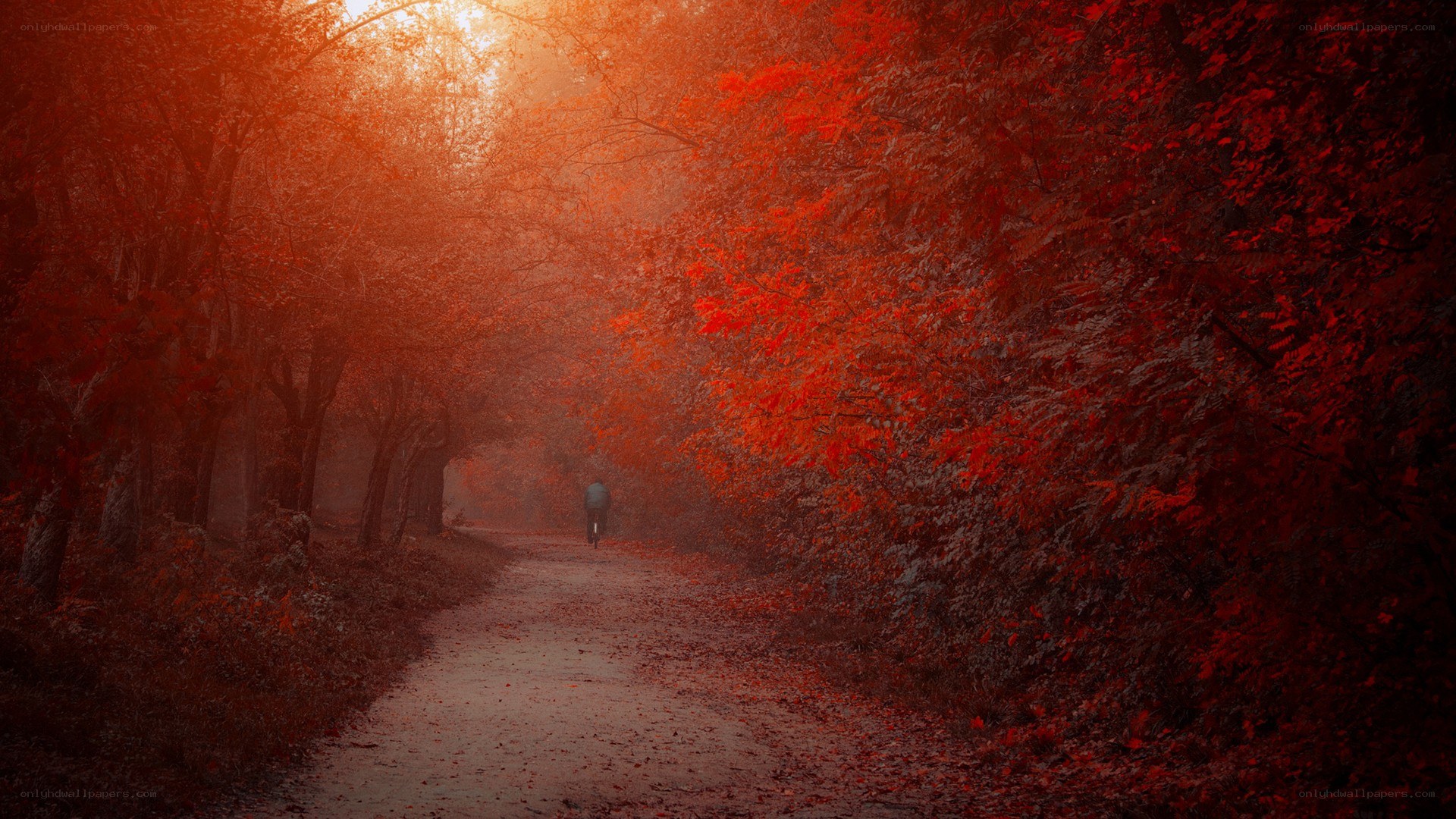person walking on path in autumn forest