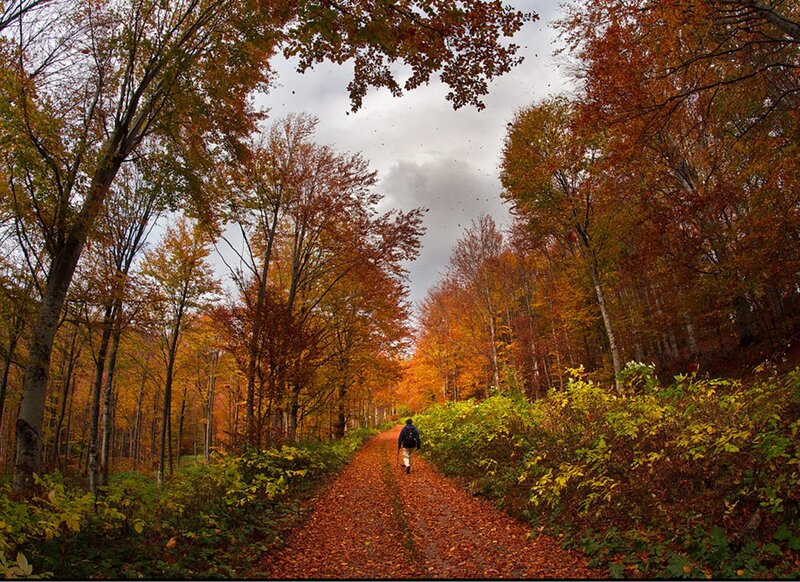 Person Walking on Path — Orange, Serene, Autumn, Photograph, Trees, Fallen Leaves