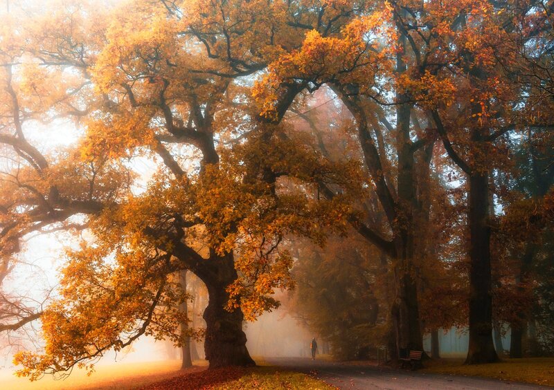 Person Walking on Path — Orange, Serene, Autumn, Photograph, Trees, Fog