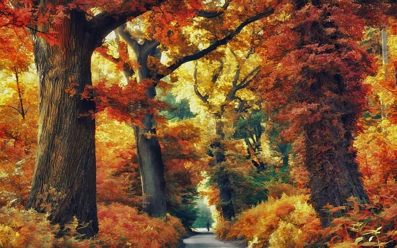 Person Walking on Path — Orange, Serene, Autumn, Photograph, Trees, Foliage