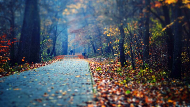 Person Walking on Path — Orange, Serene, Autumn, Photograph, Trees, Leaves, Brown