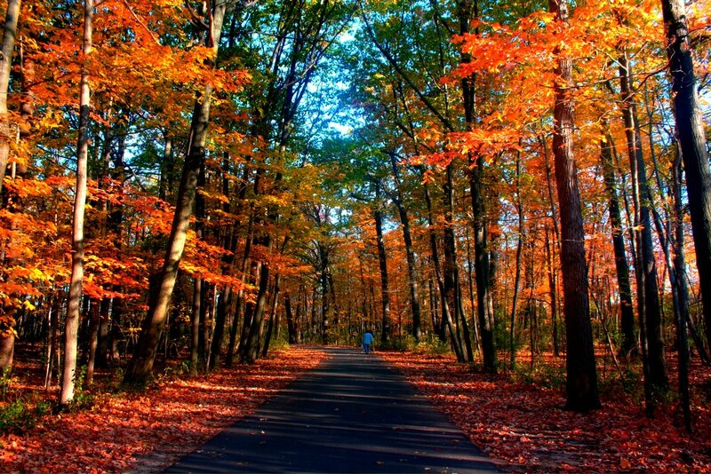 Person Walking on Path — Orange, Serene, Autumn, Photograph, Trees, Leaves