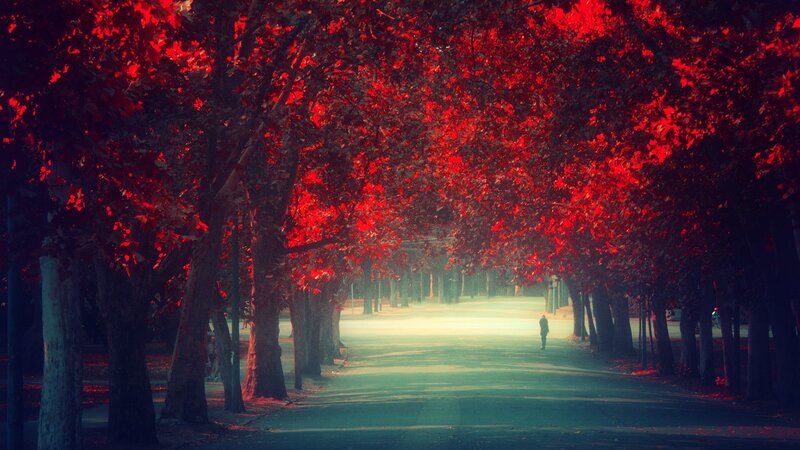 Person Walking on Path — Red, Dramatic, Autumn, Photograph