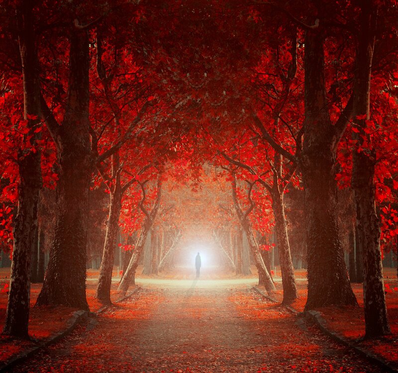 Person Walking on Path — Red, Dramatic, Autumn