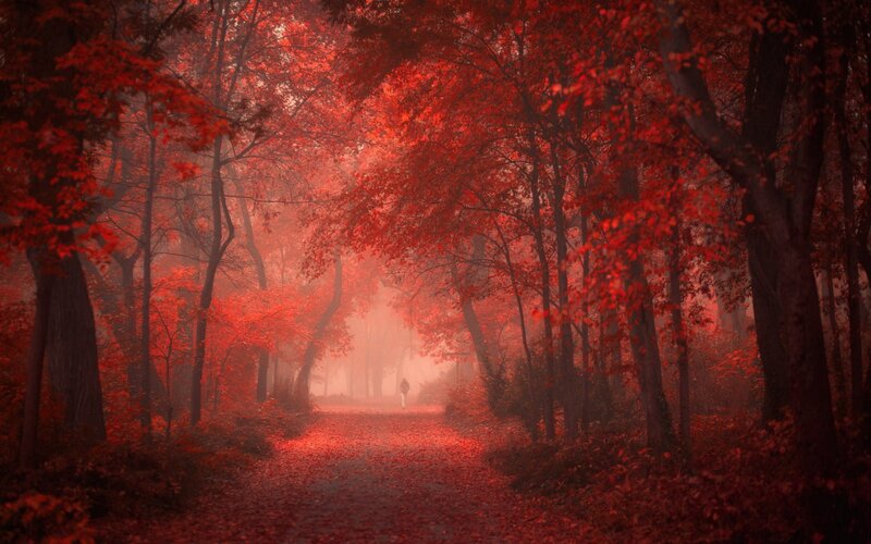 Person Walking on Path — Red, Misty, Autumn