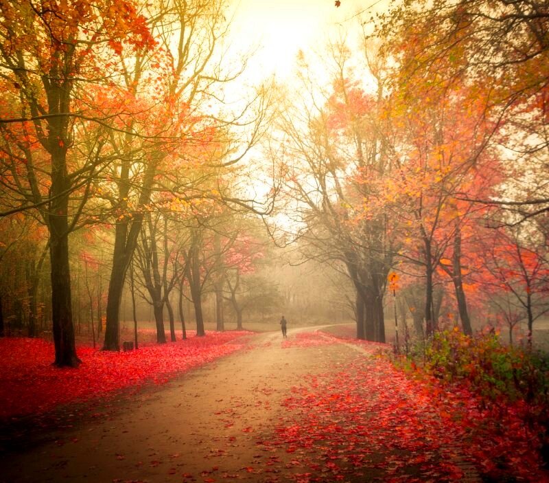 Person Walking on Path — Red, Serene, Autumn, Photograph