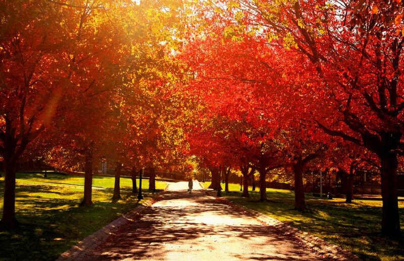 Person Walking on Path — Red, Serene, Autumn