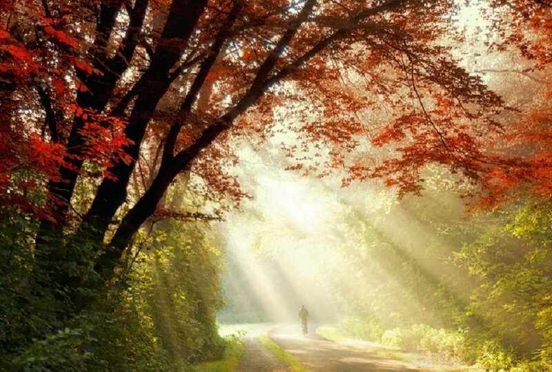 Person Walking on Path — Red, Serene