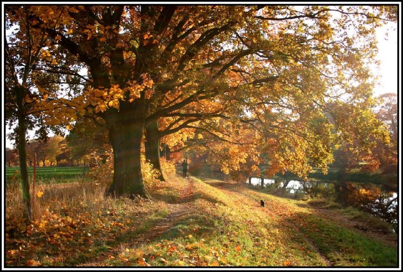 Person Walking on Path — Yellow, Serene, Autumn, Photograph, Tree