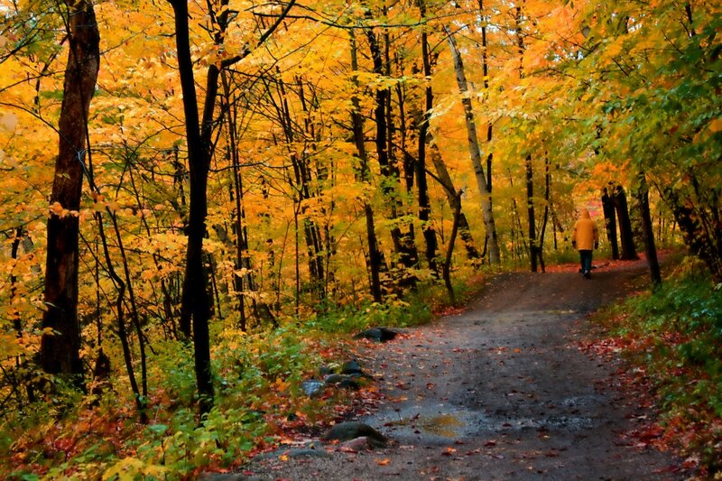 Person Walking on Path — Yellow, Serene, Autumn, Photograph, Trees, Leaves