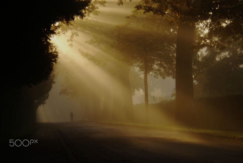 Person Walking on Path — Yellow, Serene, Morning