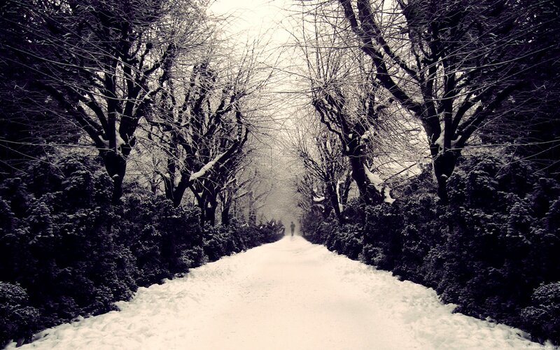 Person Walking on Snowy Path — White, Serene, Winter, Photograph, Snow, Trees