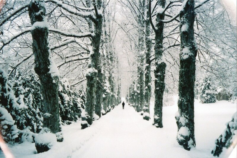 Person Walking on Snowy Path — White, Serene, Winter, Photograph, Trees, Snow, Black