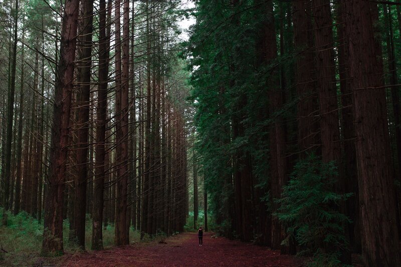 Person walking through a forest