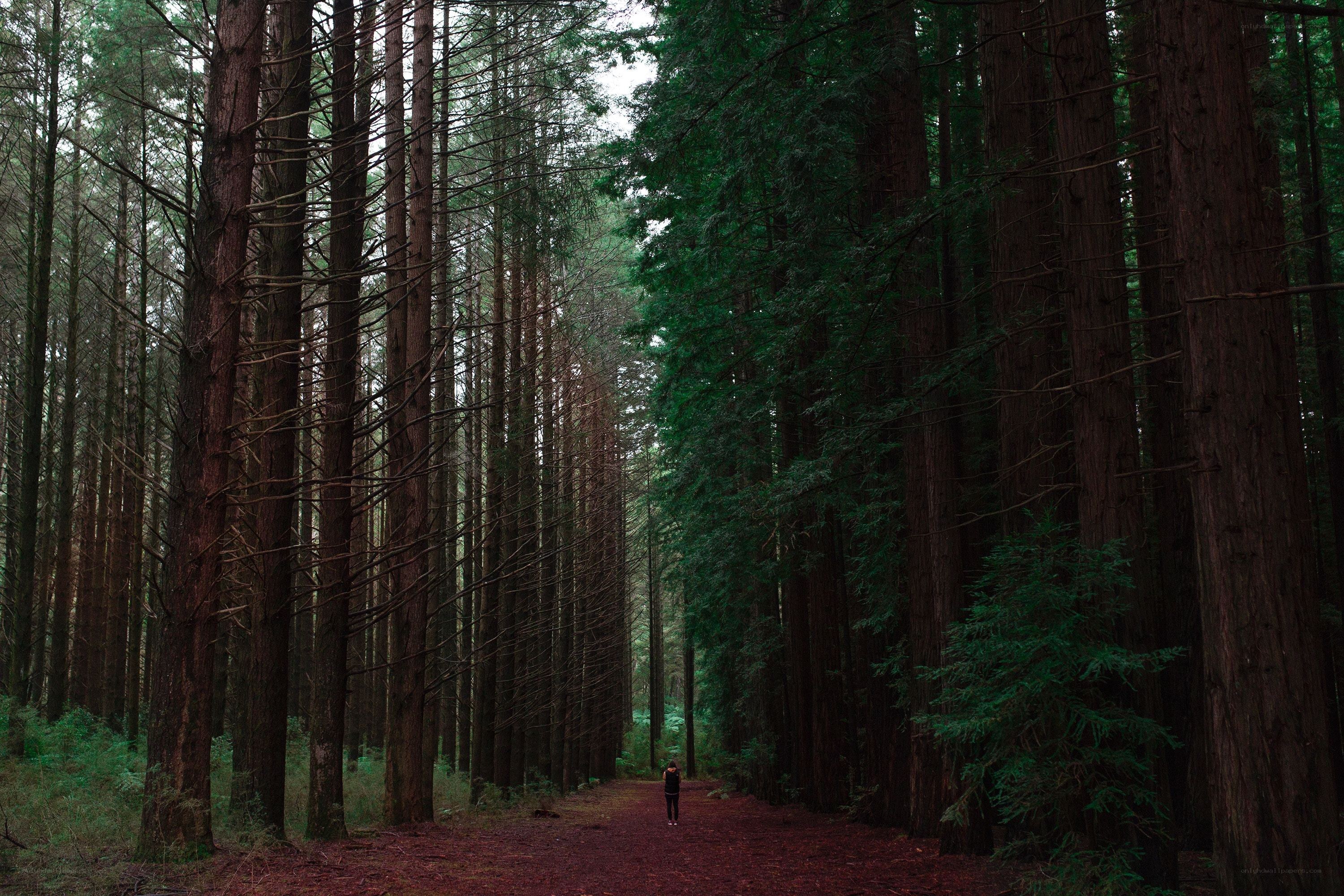 Person walking through a forest