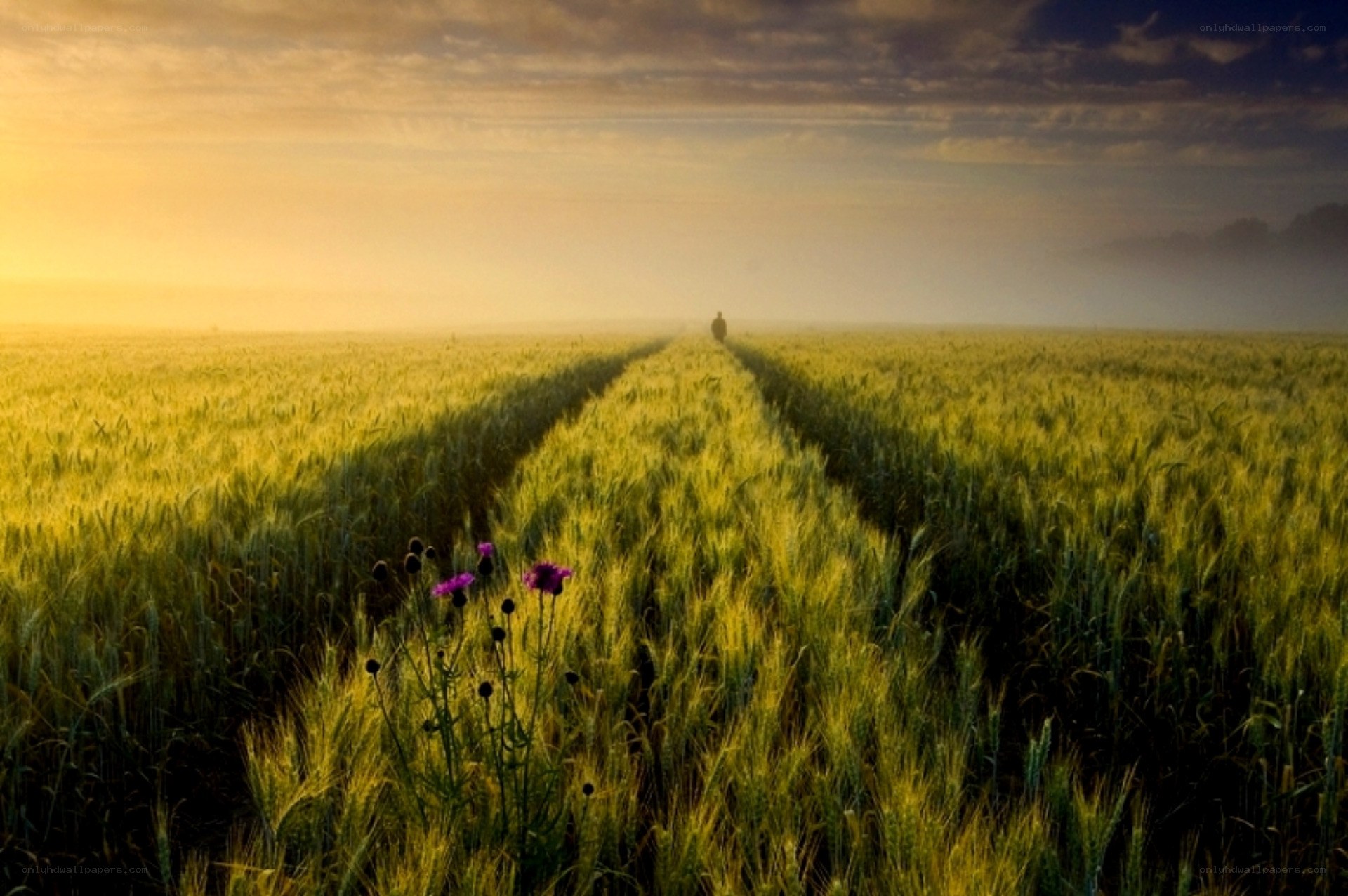 Person walking through a wheat field