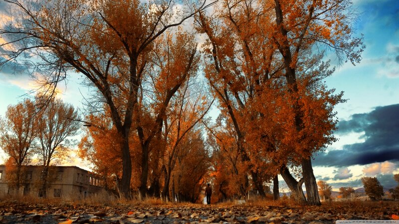Person Walking Through Trees