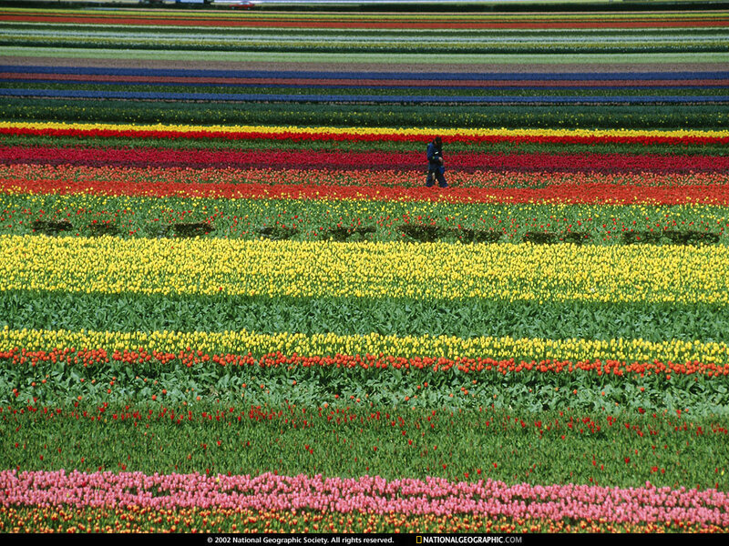 Person Walking Through Tulip Fields