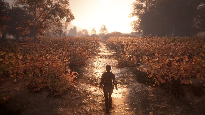 Person Walking Through Vineyard