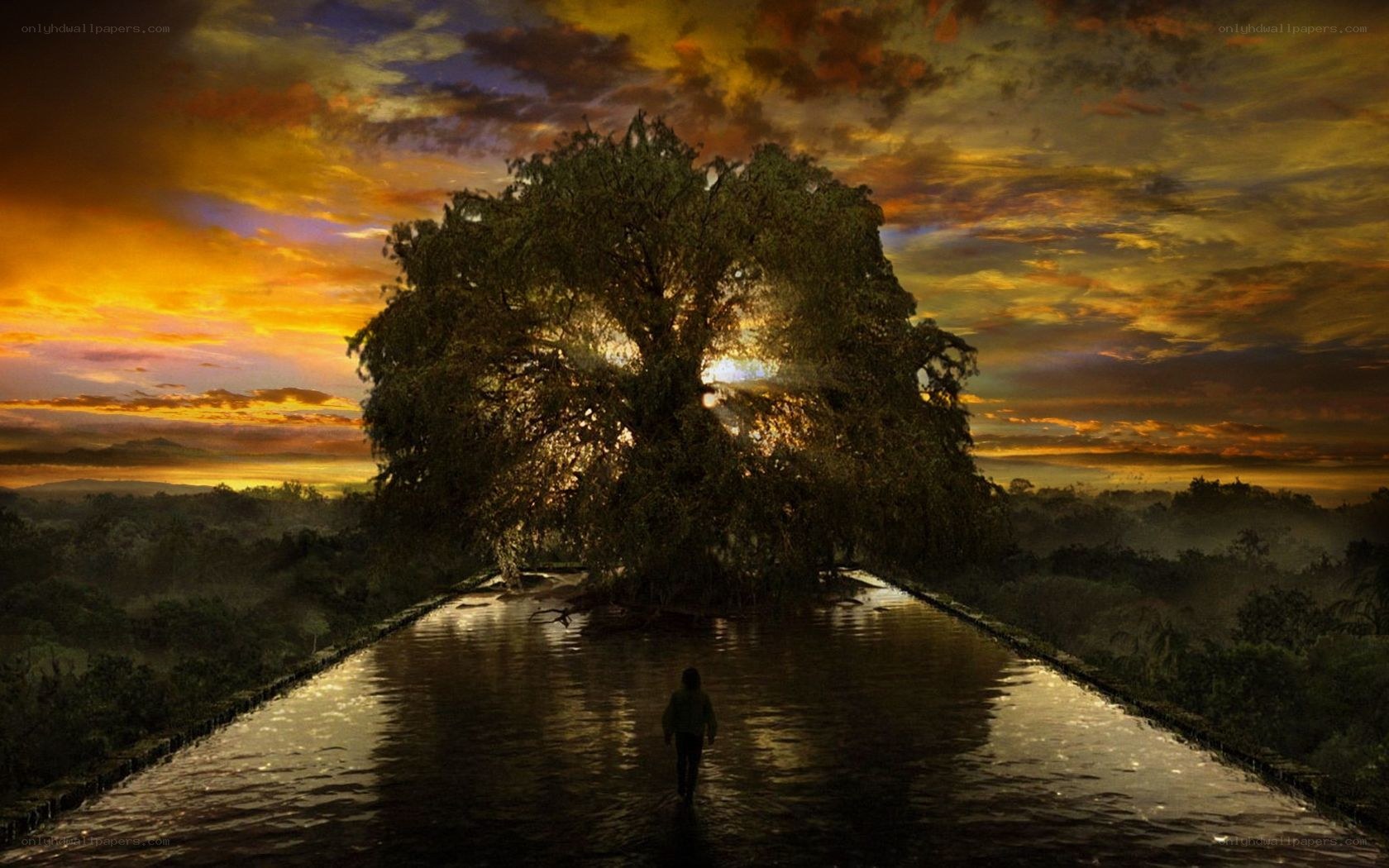 person walking toward tree at sunset