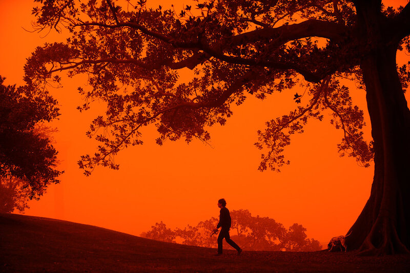 Person walking under a tree