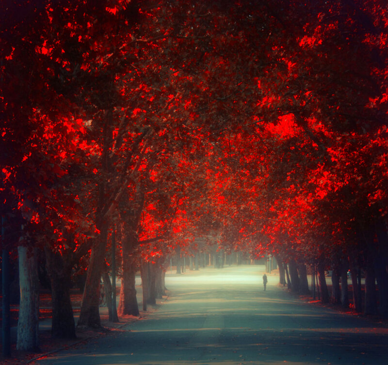 Person Walking under Red Trees