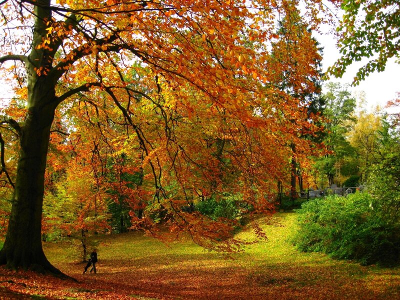 Person Walking under Tree — Orange