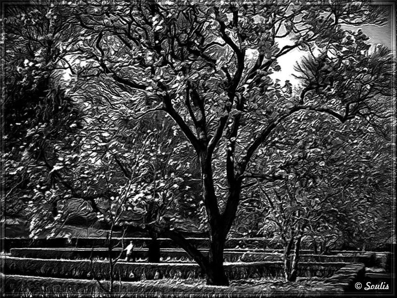Person Walking under Trees