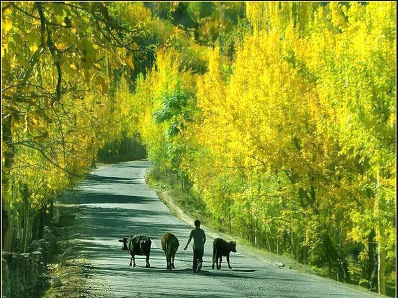Person Walking with Cows