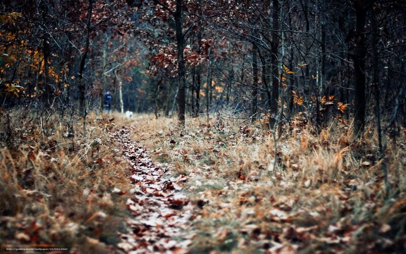 Person Walking with Dog — Brown