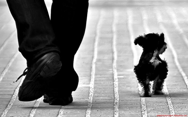 person walking with small dog