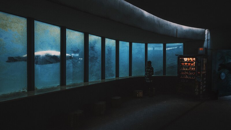 Person Watching Whale Shark