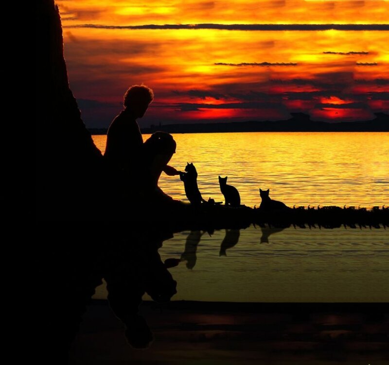 Person with Cats at Sunset — Orange