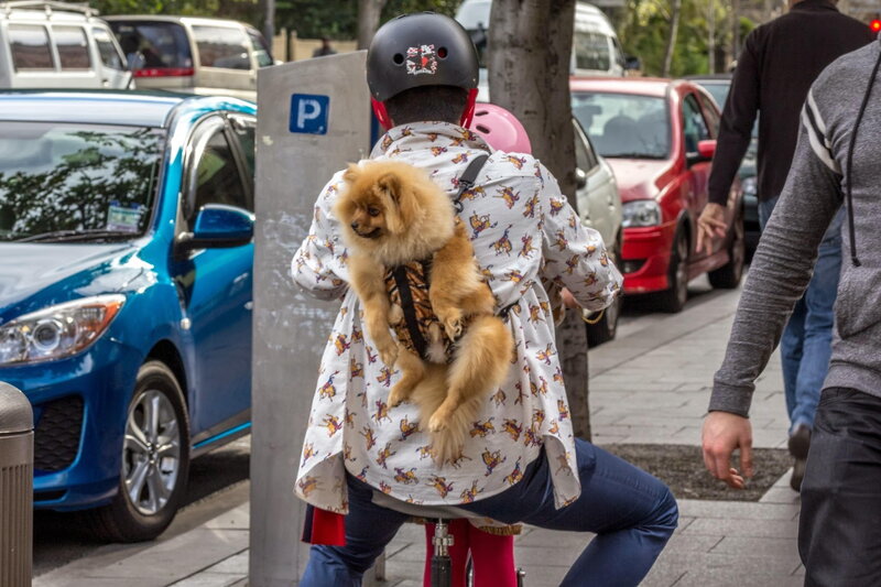 Person with Dog on Back