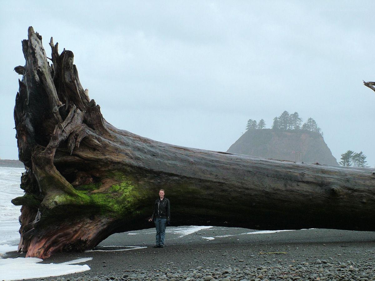 Person with driftwood on beach