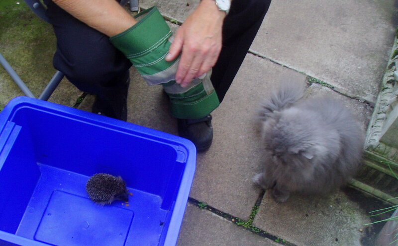 Person with hedgehogs in garden