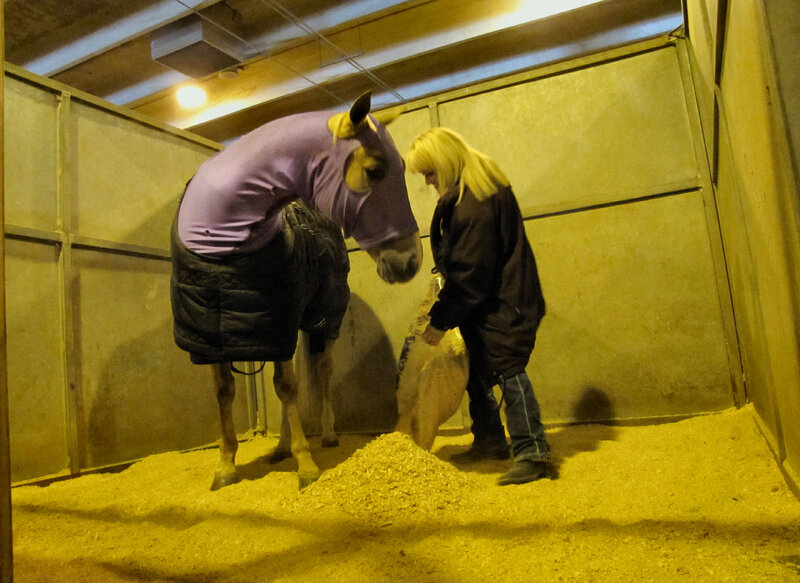 Person with Horse in Stall