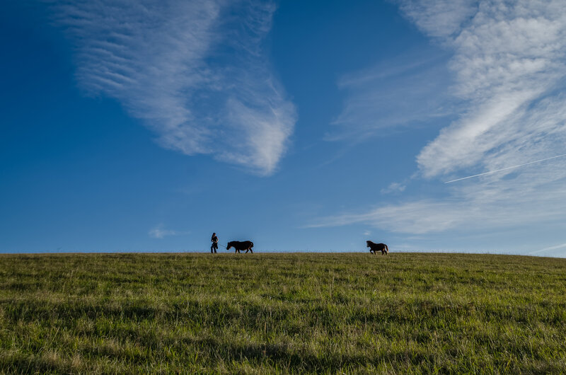 Person with Horses on Hill