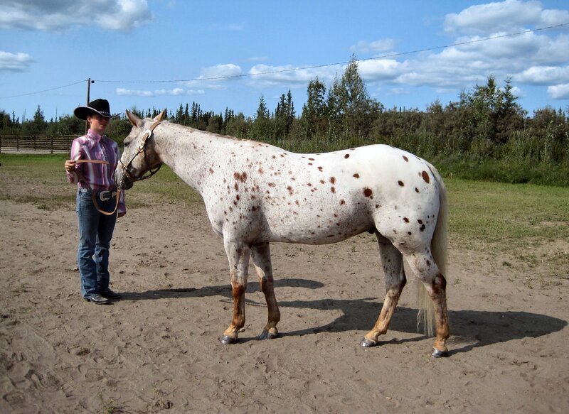 Person with Spotted Horse