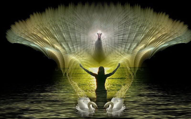 Person with Swans