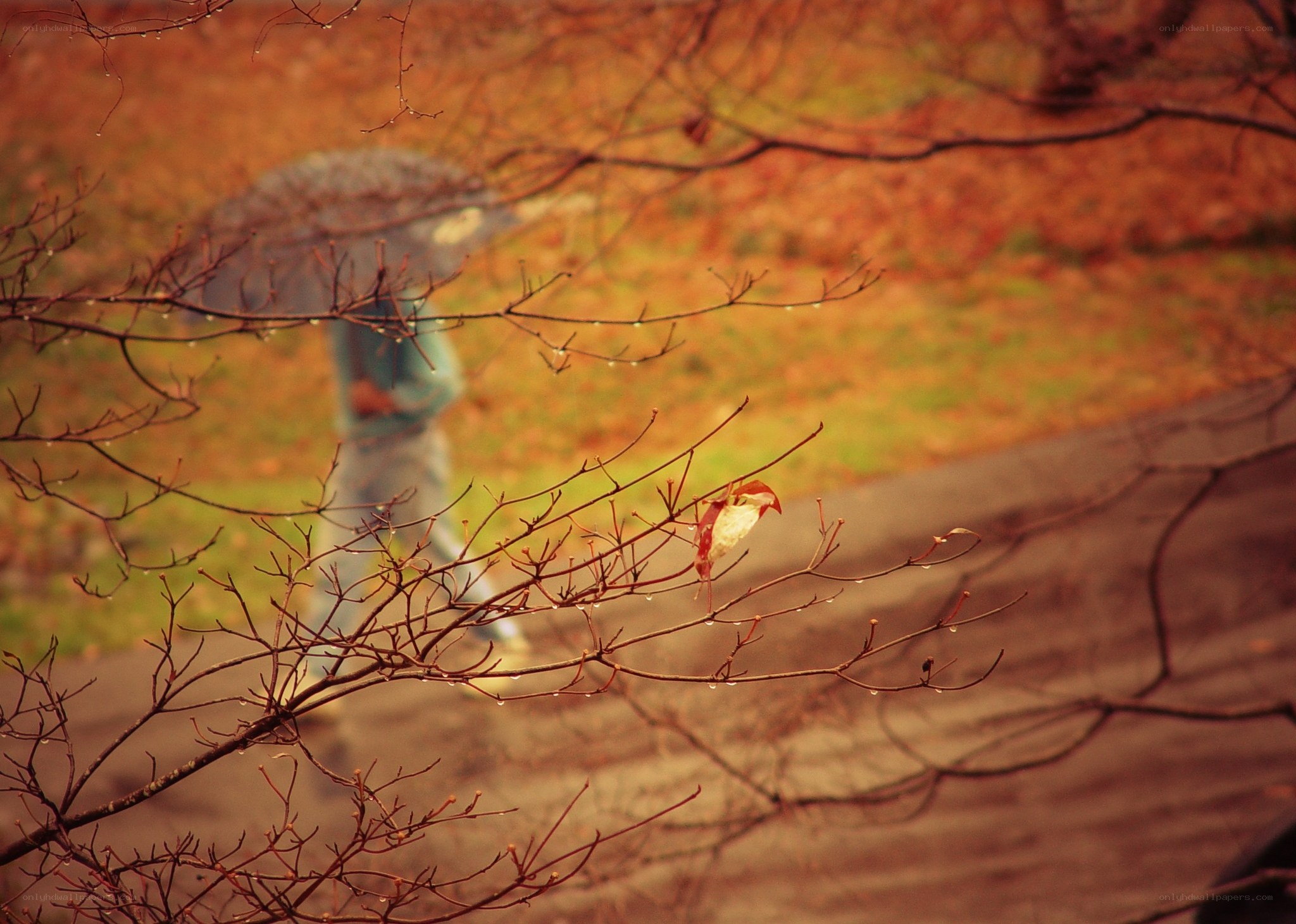 Person with umbrella in autumn