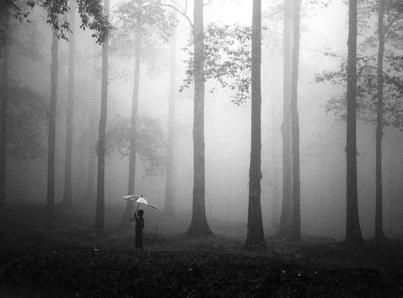 Person with Umbrella in Forest — Black, Mysterious