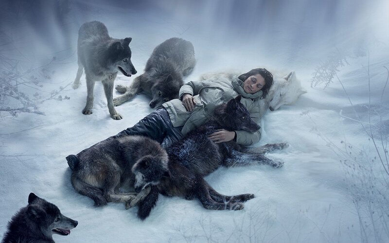 Person with Wolves in Snow